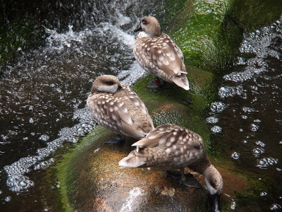 [Three duck-like birds stand on a high spot between two sections of water. These brown birds have white sections on their feathers which resemble dots when they stand with their wings folded. One bird is drinking water with its dark brown-bill. A second bird has its bill tucked under a wing. The third bird faces the direction opposite the other two.]